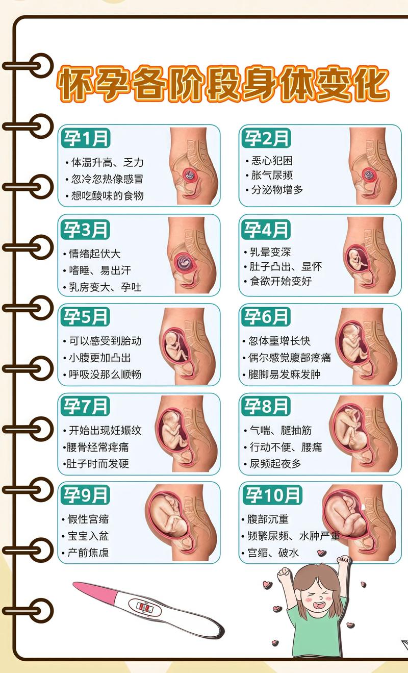 揭秘供卵代孕妈妈怀孕小腹分两节，孕期变化的奥秘抚顺代生机构: